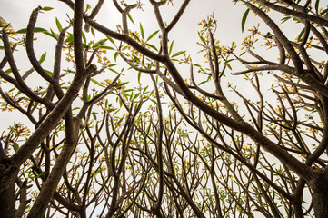 Frangipani trees growing on the tropical Reunion Island in the Indian Ocean