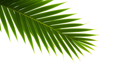 coconut palm tree isolated on white