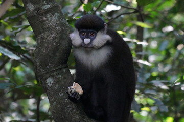 Cercopitheques Ascagnes ( Cercopithecus Ascanius ) dans la forêt de Kibalé en Ouganda
