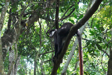 Cercopitheques Ascagnes ( Cercopithecus Ascanius ) dans la forêt de Kibalé en Ouganda