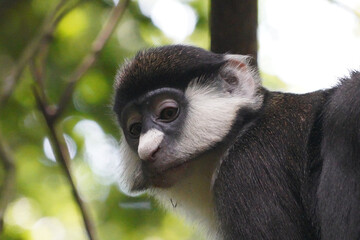 Cercopitheques Ascagnes ( Cercopithecus Ascanius ) dans la forêt de Kibalé en Ouganda