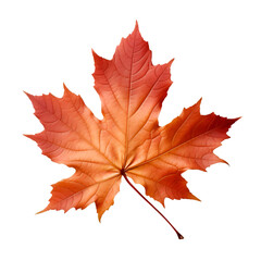 Naklejka na ściany i meble isolated autumn leaves on transparent background