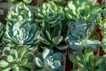 Fototapeta premium Various succulents. Green floral background. Echeveria, Haworthia. Flowers and leaves close-up. Grow a mini garden at home. Floriculture succulent leaf