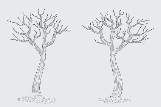 Hand drawn winter Bare Tree Sketch vector, bare Trees Leafless dead old dry No leaves pencil sketch illustration, Winter Naked Branch without leave Dead tree drawing Coloring Page nature forest icon

