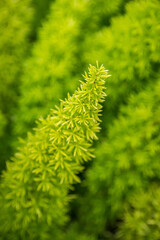 Lush green plant with small leaves