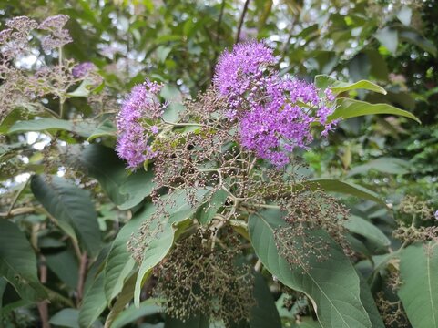 Callicarpa nudiflora is a species of beautyberry that is grown as an ornamental plant