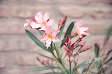 Fototapeta premium pink and white flowers soft colours