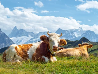 Zelfklevend Fotobehang brown and white swiss cow with a cowbell lying on the grass in an alpine pasture in the Swiss Alps © juancajuarez