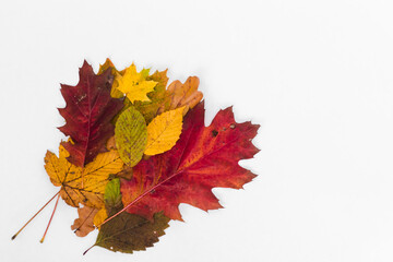 Autumn multi-coloured leaves on white background. Composition of yellow, green, red, orange autumn leaves. Space for text