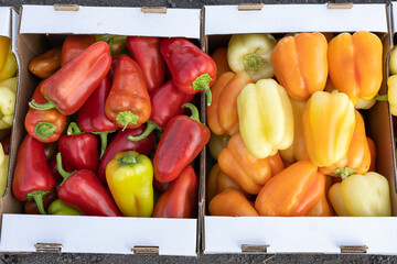 Basket of vegetables. Green, yellow and red sweet peppers, tomatoes on the ground, basket with bell...