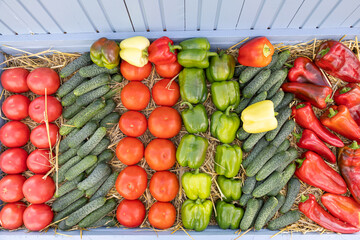 Basket of vegetables. Green, yellow and red sweet peppers, tomatoes on the ground, basket with bell...
