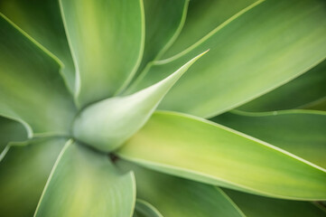 Green plant from the Reunion Island