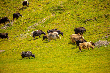 A herd of yaks graze in the mountains. Himalayan big yak in a beautiful landscape. Hairy cow cattle wild animal in nature in Tibet. Sunny summer day in the wild. Farm animal in Nepal and Tibet.