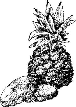 pineapple, pineapple sketch vector illustration, Vector hand drawn illustration