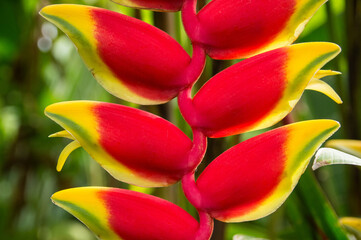 Red flowers on the tropical Reunion Island in the Indian Ocean