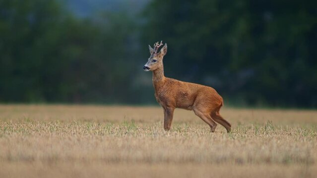 one Roe deer doe (Capreolus capreolus) stands on a harvested stubble field and eats