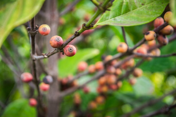 Coffee beans on a tree on the tropical Reunion Island in the Indian Ocean