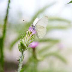 butterfly on a flower