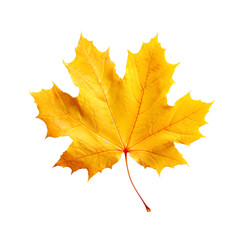 autumn leaves on transparent background