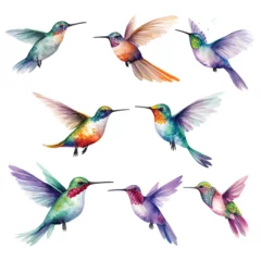 Crédence de cuisine en verre imprimé Colibri Set of Hummingbird