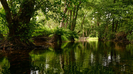 Fototapeta na wymiar Picturesque scenery of calm water of pond hidden in dense forest greenery with bushes