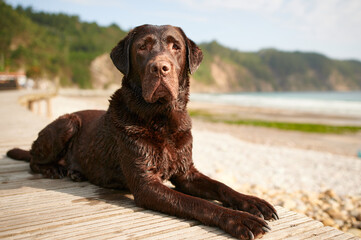 Adorable brown Labrador Retriever with wet fut sitting obediently on wooden pier and looking at camera
