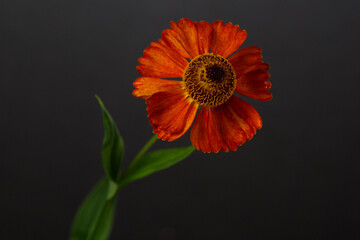 Orange helenium flower isolated on black background.