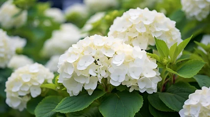 Rolgordijnen white hydrangea flower © Microtech