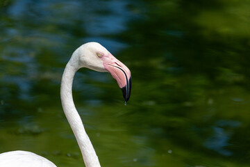 close up of a flamingo