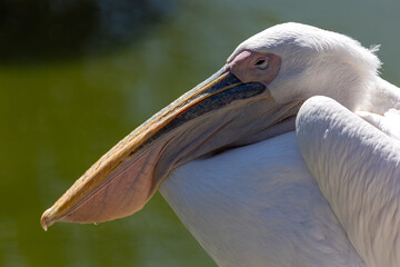 pelican on the beach