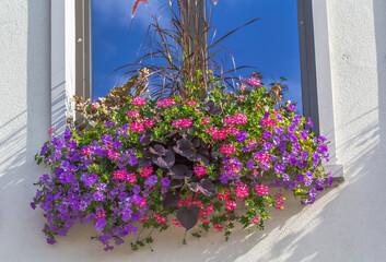 Des fleurs sur un rebord de fenêtre en Alsace 