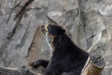 bear in zoo