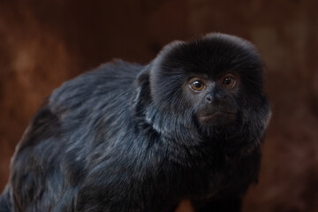 close up of a black marmoset
