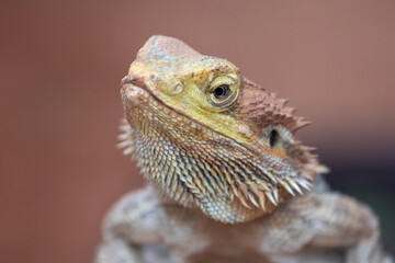 close up portrait of a lizard