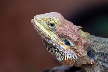 bearded dragon lizard