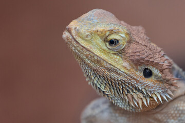 bearded dragon lizard