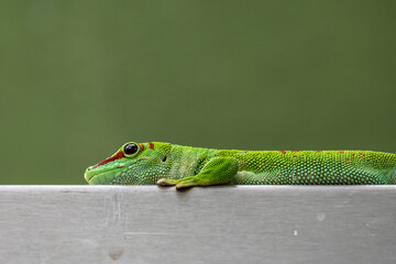 green lizard 