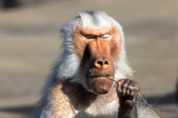 Obraz premium close up of a baboon
