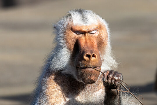 close up of a baboon