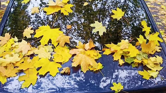 Yellow fallen maple leaves on the hood of the car. Golden Autumn Scene