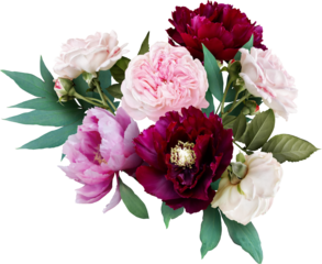 Pink roses and maroon peony isolated on a transparent background. Png file.  Floral arrangement, bouquet of garden flowers. Can be used for invitations, greeting, wedding card.