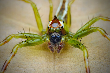 macro of a spider