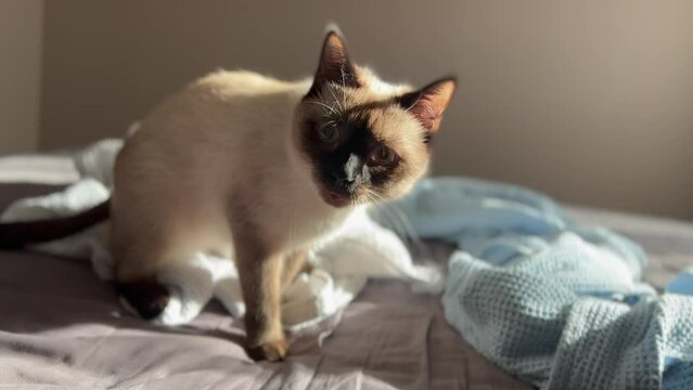 Cute funny chomping indignant thai siamese young cat. Passive aggressive cat trying to scare someone. Seal point fur. Emotional domestic cat.