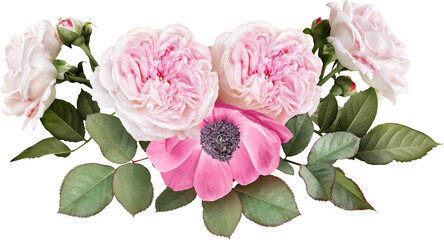 Pink roses and anemone isolated on a transparent background. Png file.  Floral arrangement, bouquet...