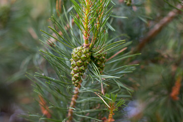 Pine green cones are hanging on a tree. Coniferous forest