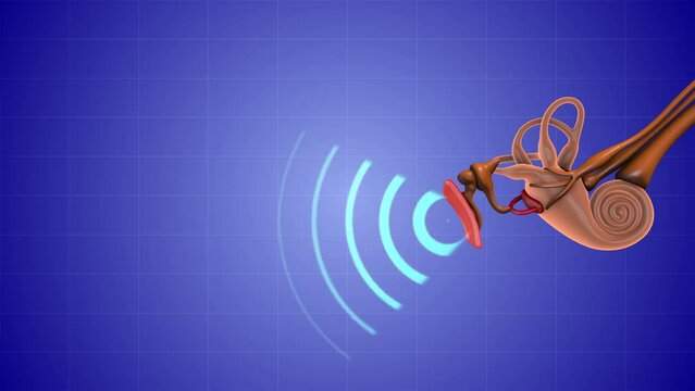 Sound waves that reach the human ear