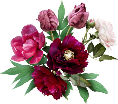 Pink rose, tulip and maroon peony isolated on a transparent background. Png file.  Floral arrangement, bouquet of garden flowers. Can be used for invitations, greeting, wedding card.