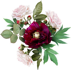 Pink roses and maroon peony isolated on a transparent background. Png file.  Floral arrangement,...
