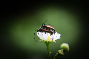 bug on a flower