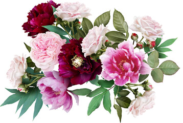Pink roses and maroon peony isolated on a transparent background. Png file.  Floral arrangement, bouquet of garden flowers. Can be used for invitations, greeting, wedding card. © RinaM